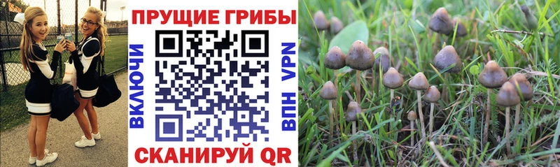 купить закладку  Городец  Галлюциногенные грибы ЛСД 